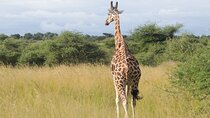 14 Days Uganda Wildlife and Primate Safari with Bigfive