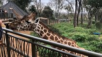 A Day Tour to Giraffe Center in Nairobi Kenya