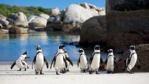 Full Day Private Cape Point & Penguins Trip in South Africa