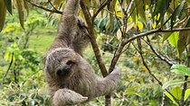 Sloths, Rio Celestes & Rainforest with Lunch, Full Day Tour