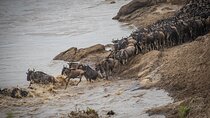 8 Days Serengeti Wildebeest Migration Mara River Crossing