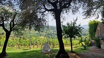 Wine Tour in the Countryside of Lucca with Lunch - with Minivan