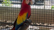 Bird Aviary/Shopping & Beach Day Out in Montego Bay