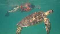 Swim with sea turtles and cenote