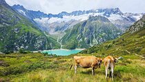 Full-Day Hiking Swiss Alps and Lake swim with Pick-up
