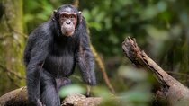 4 Days Chimpanzee Trekking in Uganda