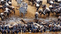 5 Day Private Guided Wildebeest Migration Tour