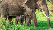 Elephant Safari Tanzania 4 Days **Sustainable Approach to Travel