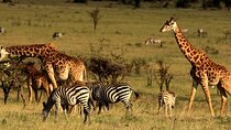 4 Days Private Guided Maasai Mara and Lake Nakuru Safari Tour
