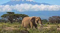 Private Day Tour in Amboseli