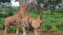 Giraffe Center Guided Day Tour in Nairobi