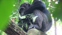 3-Day Chimpanzee Trekking Safari in Kibale Forest