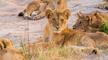 Hwange (Safari) full day trip from Victoria Falls 