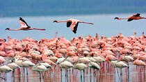 Nairobi Lake Nakuru National Park Private Tour
