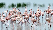 Private Day Trip in Lake Nakuru Safari 