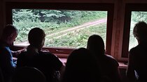 4 Hours Guided Bear Watching Tour in Carpathian Mountains