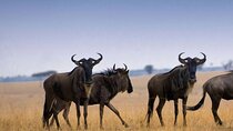  7-Day Private Northern Tanzania Safari