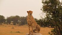 3-Day Famous Serengeti - Midrange (2 Nights Serengeti)