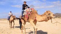 Camel Desert Ride Experience in Cabo