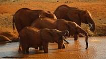 Private Overnight Safari to Tsavo East