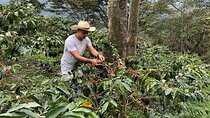 Coffee Farm and Salento Walking Tour