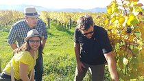 Private Guided Marlborough Wine Tour From Picton NZ