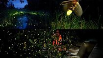 Fireflies & Silver leaf monkey Gazing tour