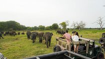 Minneriya National Park Half Day Elephant Safari 