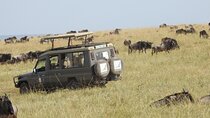 3-Day Serengeti NP, Ngorongoro Crater