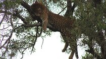 6 Days Private Safari Tour in Kenya