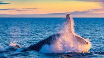Whale Watching and Golden Circle Tour from Reykjavik