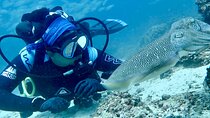 From Dubai : Discover Scuba Dive in Khorfakkan ( No Hidden Fee) 