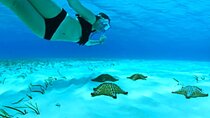Cayman Adventure: Starfish Point, Stingray City and Coral Gardens