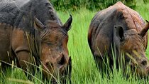 A Thrilling 1-Day Rhino Tracking Tour in Uganda