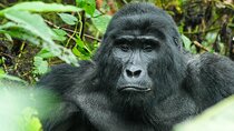 Uganda: Private 14 Days Safari Tour