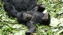 3 -Day Private Gorilla Trekking Safari in Bwindi Forest