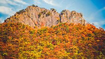 Naejangsan Fall Foliage Tour from Seoul with Busan Drop-off