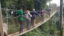 One Day Shared Canopy Tour in Nyungwe Forest National Park