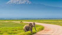 Private Day Tour Amboseli National Park, View Mt. Kilimanjaro 4*4