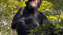 2-Day Private Chimpanzee Trekking Safari in Kibale Forest Park