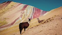 Full Day Rainbow Mountain Tour from Cusco with Hotel Transfer