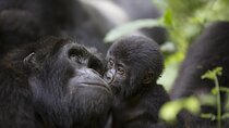 3 Days Uganda Gorilla Tour-Bwindi Impenetrable Forest