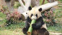 5 Day Natural Panda Paradise Tour in Chengdu