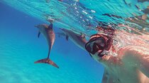 Snorkeling with Dolphins & Lunch In Sataya Reefs From Marsa Alam