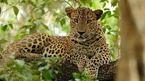Wilpattu National Park Safari, Budget Tour from Colombo