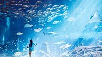 Dubai The Lost Chambers Aquarium Entrance Ticket