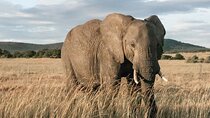5 Day Tsavo East-Tsavo West and Amboseli Safari Private Tour