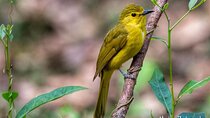 Chennai, Guided Birding And Birding Photo Trip With Spot Scope, 2 to 3 Hours