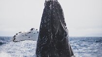 Gray Whale watching in Magdalena Bay From Los Cabos