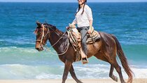 Horse Riding on the beach With Transfer From Sharm El Sheikh